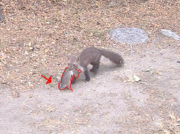 Incontro imprevisto con una faina con in bocca un... ratto?